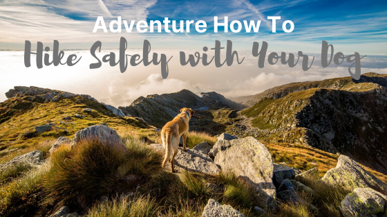 how to hike safely with you dog