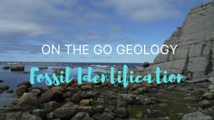 On the Go Geology: Fossil Identification