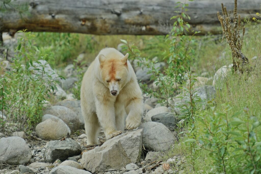 a polar bear walking on rocks